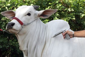 O rebanho bovino de Rondônia ultrapassa aos 12 milhões de cabeças
