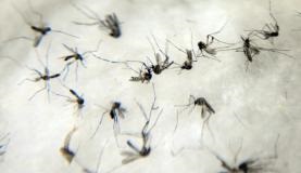 Todas as pessoas, incluindo grávidas e mulheres em idade reprodutiva, devem evitar a exposição a picadas de mosquitoArquivo/Agência Brasil.