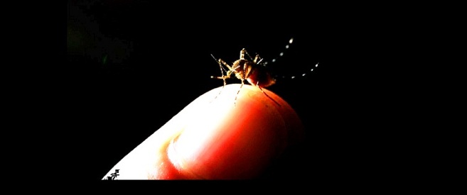 Mosquito-da-dengue-pousado-no-dedo