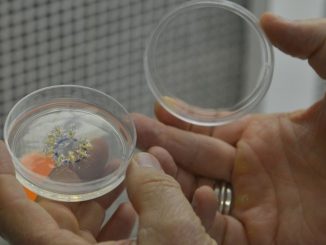 A fabricação de teias de aranha em laboratório é realidade para pesquisadores brasileiros, que, no futuro, podem também fazê-las crescer em plantas (Wilson Dias/Agência Brasil)