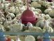 No ano passado, foram abatidos 5,86 bilhões de frangos, um aumento de 1,1% em relação a 2015 Arquivo/Agência Brasil