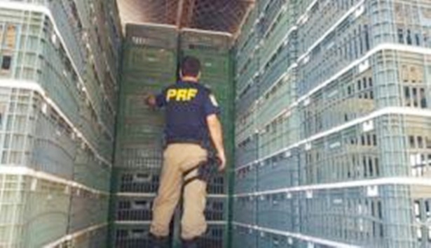A maconha estava em um fundo falso de um caminhão destinado ao transporte de frangos. Divulgação/Polícia Rodoviária Federal