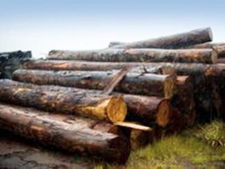 A madeira confiscada por ilegalidades na documentação foi extraída em Roraima, Rondônia e no Amazonas.