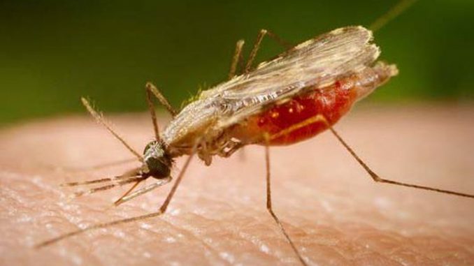 Mosquito Anopheles transmissor da malária - (Portal Biologia/Divulgação)