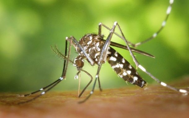 O mosquito é pensado para se integrar a outras estratégias de combate ao Aedes.
