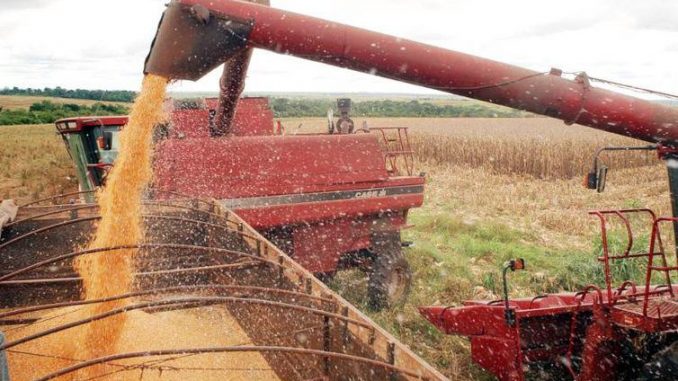Previsão da safra de cereais, leguminosas e oleaginosas caiu 0,8%, indo para 228,1 milhões de toneladas     (Arquivo/Agência Brasil)