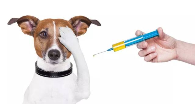 O horário de vacinação será das 8 horas às 17 horas. Todos os donos de cães e gatos devem levar os animais com mais de três meses de idade para receber a imunização.