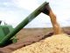 Safra de cereais, leguminosas e oleaginosas deste ano deve ser 3,1% maior que a produção de 2018    (Arquivo/Agência Brasil)