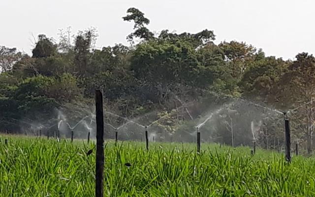 A técnica do manejo rotacionado de pastagens irrigadas permitem lotação de até 10 animais por hectare.