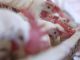 Burocracia atrapalharam as exportações de carne de frango, segundo a ABPA — Foto: Reprodução/TV Gazeta