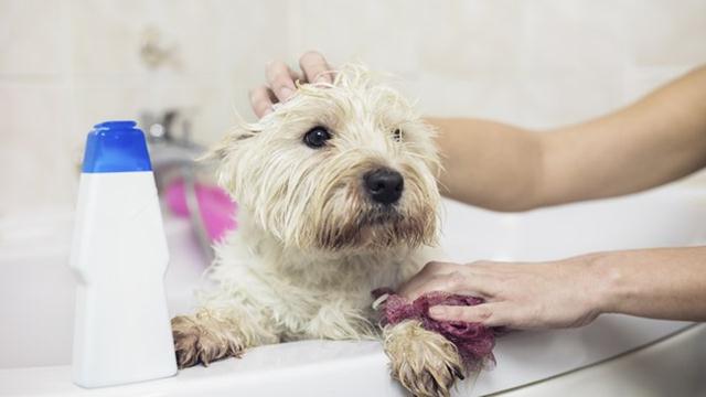 Sete dicas para dar banho em cães durante a quarentena