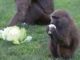 Macacos armados com motosserras e facas são vistos em safári