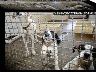 Projeto aprovado na Câmara proíbe uso de animais em testes cosmético