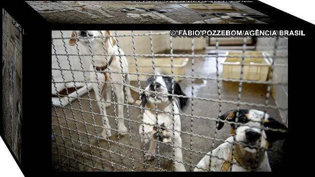 Lei proibe uso de animais em testes cosmeticos Projeto aprovado na Câmara proíbe uso de animais em testes cosmético