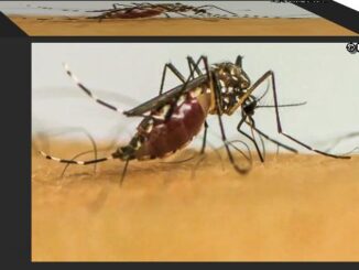 Vírus da chikungunya deixa sequelas em crianças e adolescentes