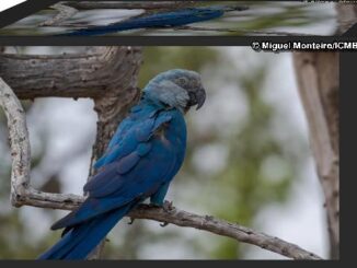  Encontrado vírus letal em ararinhas-azuis recapturadas