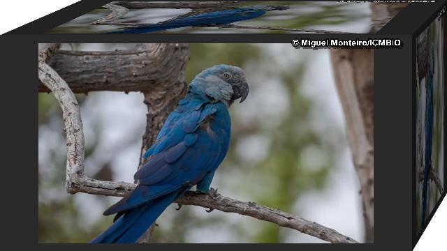  Encontrado vírus letal em ararinhas-azuis recapturadas